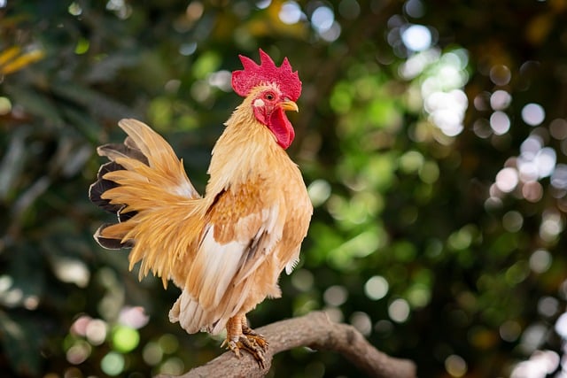 Kyllingeopskrifter: Sådan undgår du tør kylling
