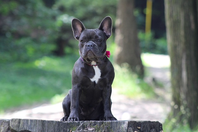 Fransk bulldog eller engelsk bulldog: Hvad er forskellen?